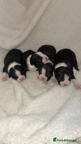 Boston Terrier dogs - Advert 1