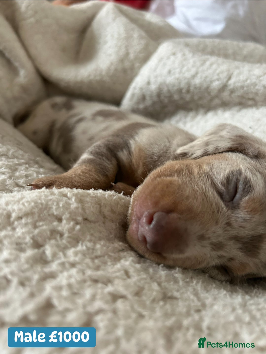 Miniature Dachshund dogs for sale: Miniature dachshund puppies excellent quality  - Image 6