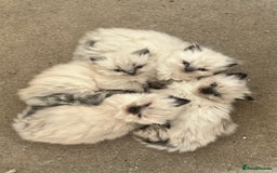 Ragdoll cats for sale: 4 beautiful Ragdool kittens available for booking  - Advert 3
