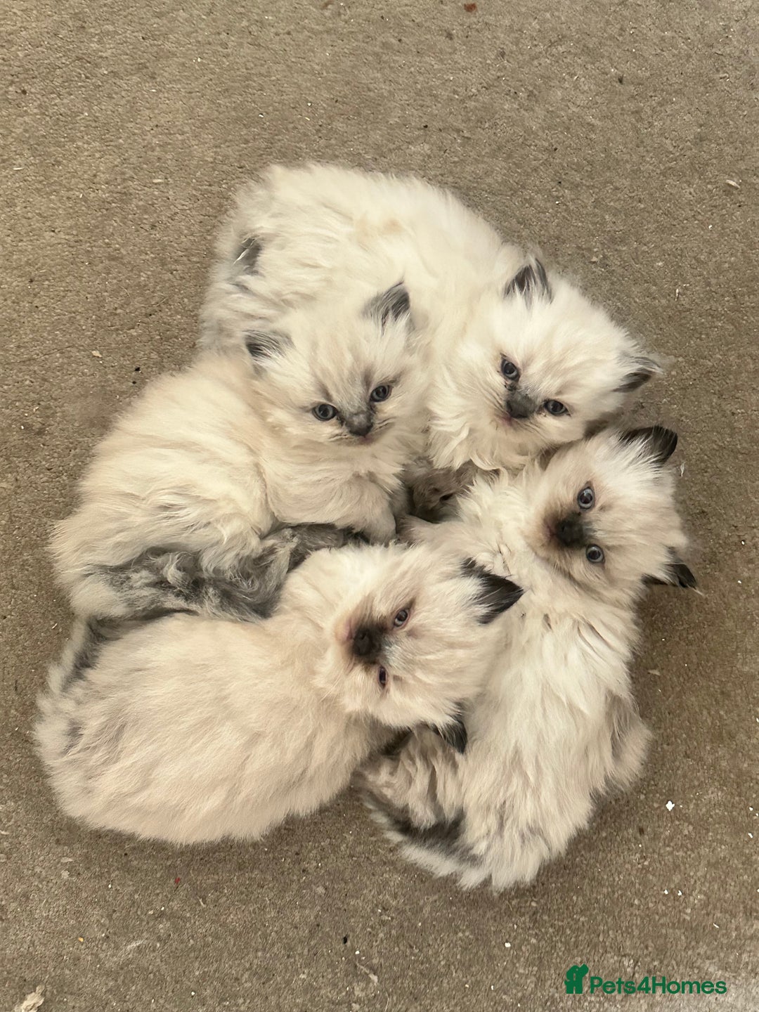 Ragdoll cats for sale: 4 beautiful Ragdool kittens available for booking  - Advert 3