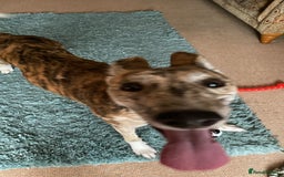 Lurcher dogs for sale: 1 year old Lurcher  - Image 9