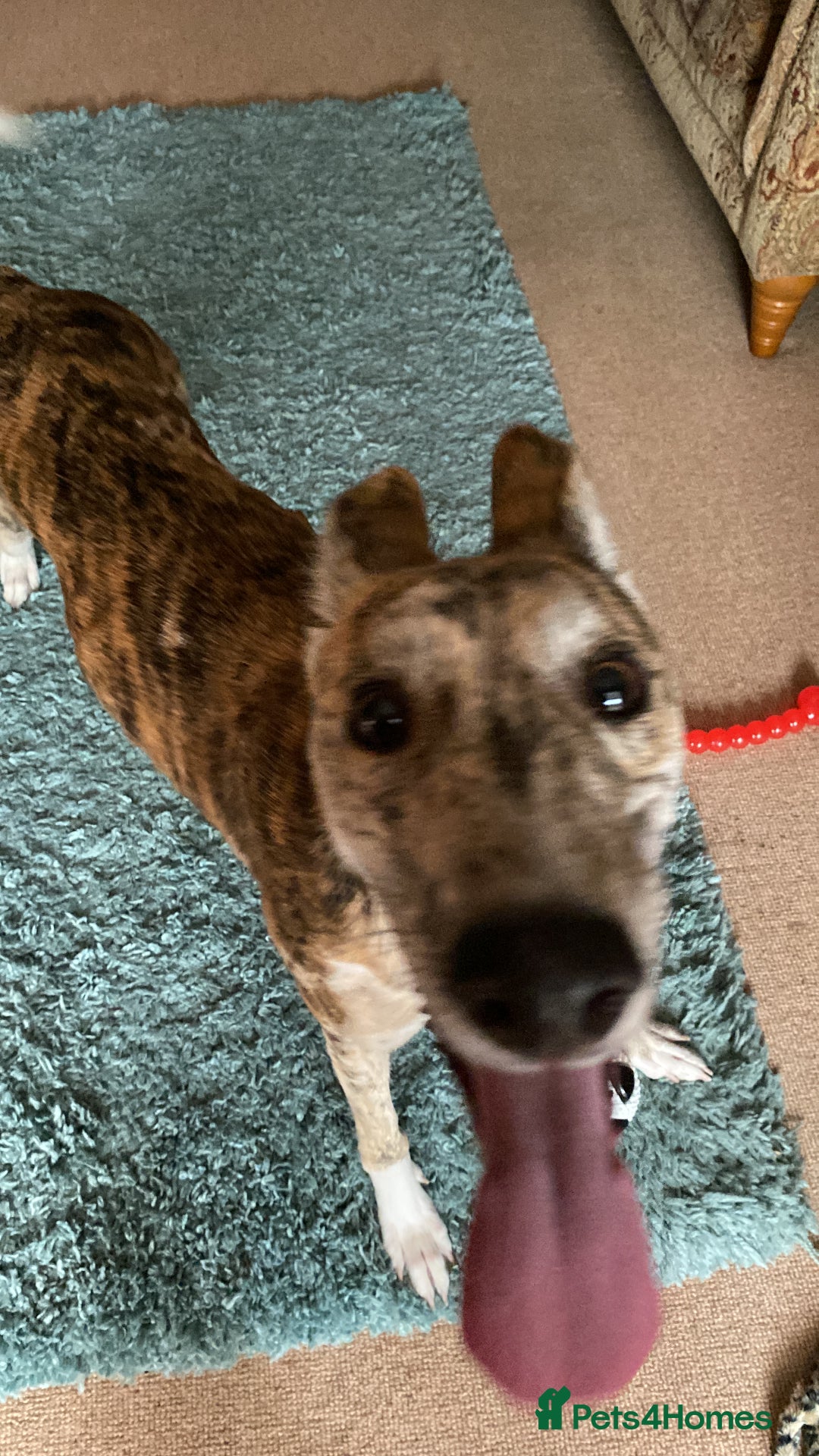 Lurcher dogs for sale: 1 year old Lurcher  - Image 9