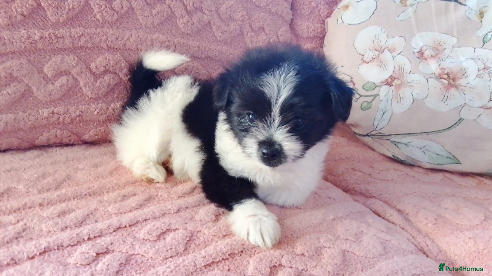 Pomeranian dogs Pomeranian puppy - 3 months old - Advert 14