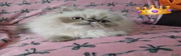 Exotic cats for sale: EXCEPTIONAL PERSIAN EXOTIC KITTENS  - Advert 29