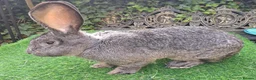 Continental Giant rabbits for sale: PURE HEALTHY Continental Giants PROVEN FOR STUD🐰  - Advert 3