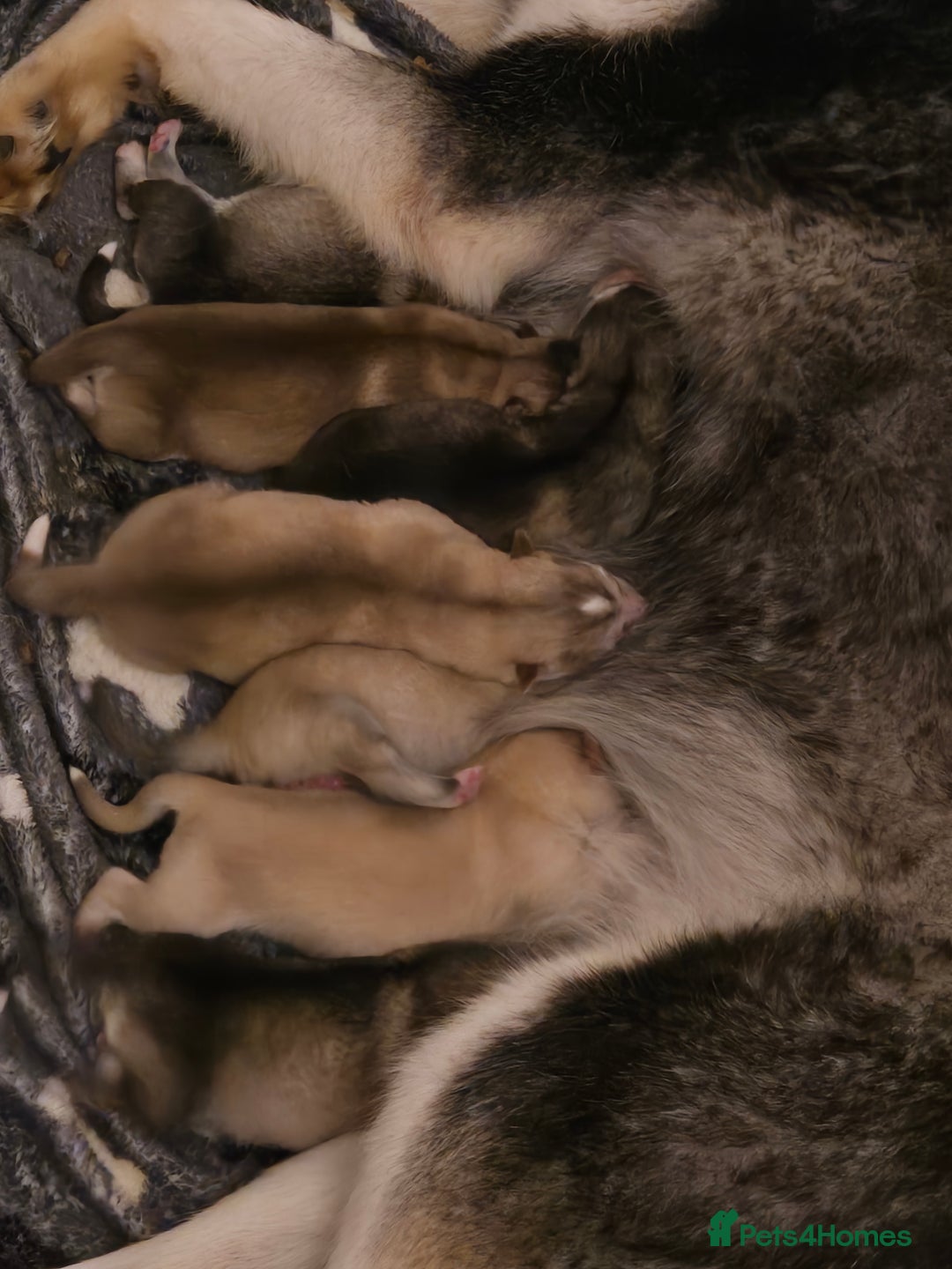 Alaskan Malamute dogs for sale: Beautiful Alaskan Malamute Puppies - Advert 1