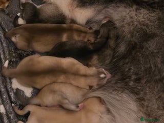 Alaskan Malamute dogs Beautiful Alaskan Malamute Puppies - Advert 6