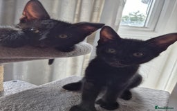 Mixed Breed cats for sale: 3 lovely playful male Kittens looking for home - Image 6