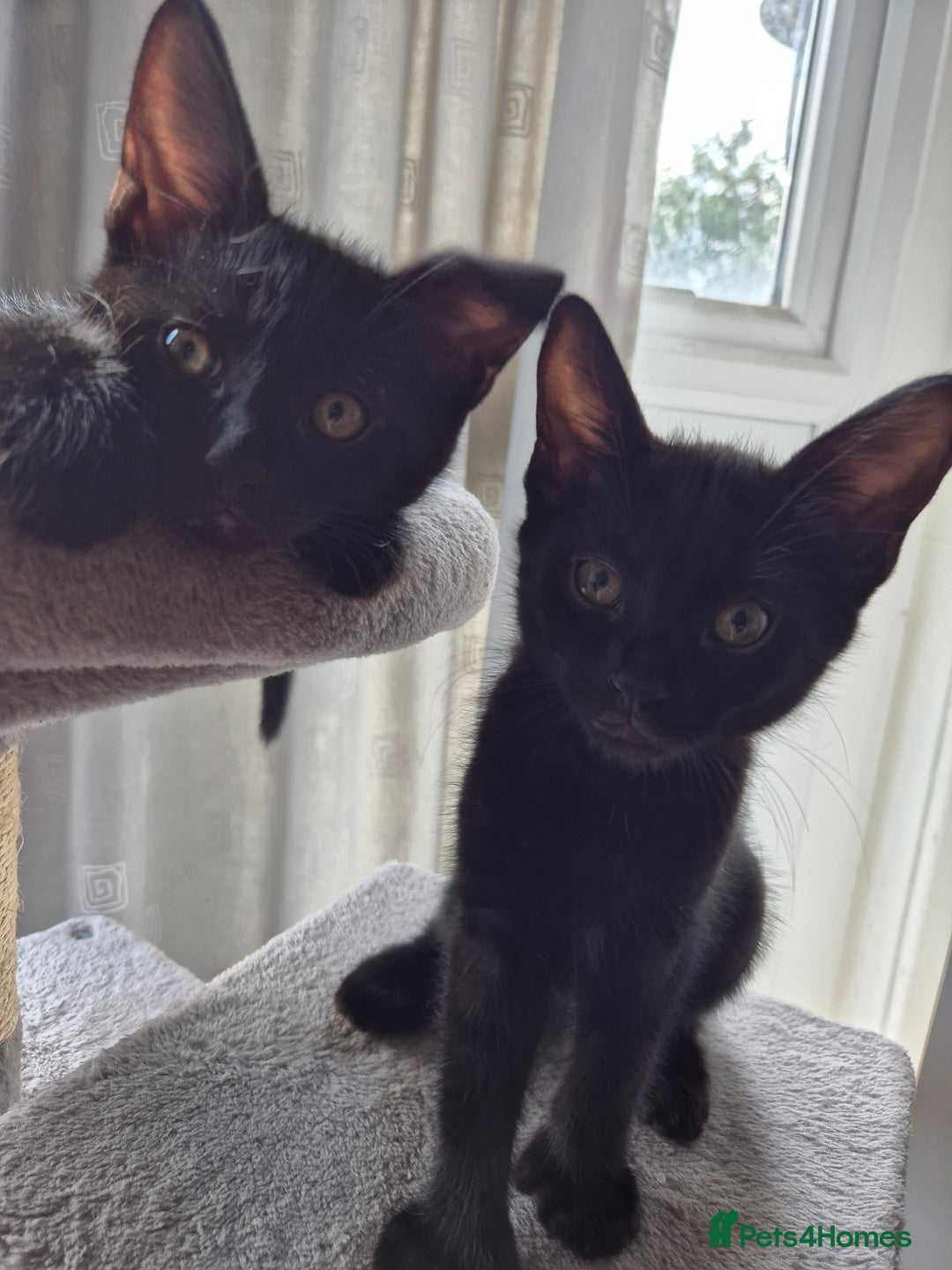 Mixed Breed cats for sale: 3 lovely playful male Kittens looking for home - Image 6
