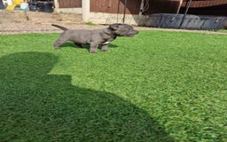 Staffordshire Bull Terrier dogs for sale: 2 female Blue Staffordshire Bull Terrier puppy KC - Image 11