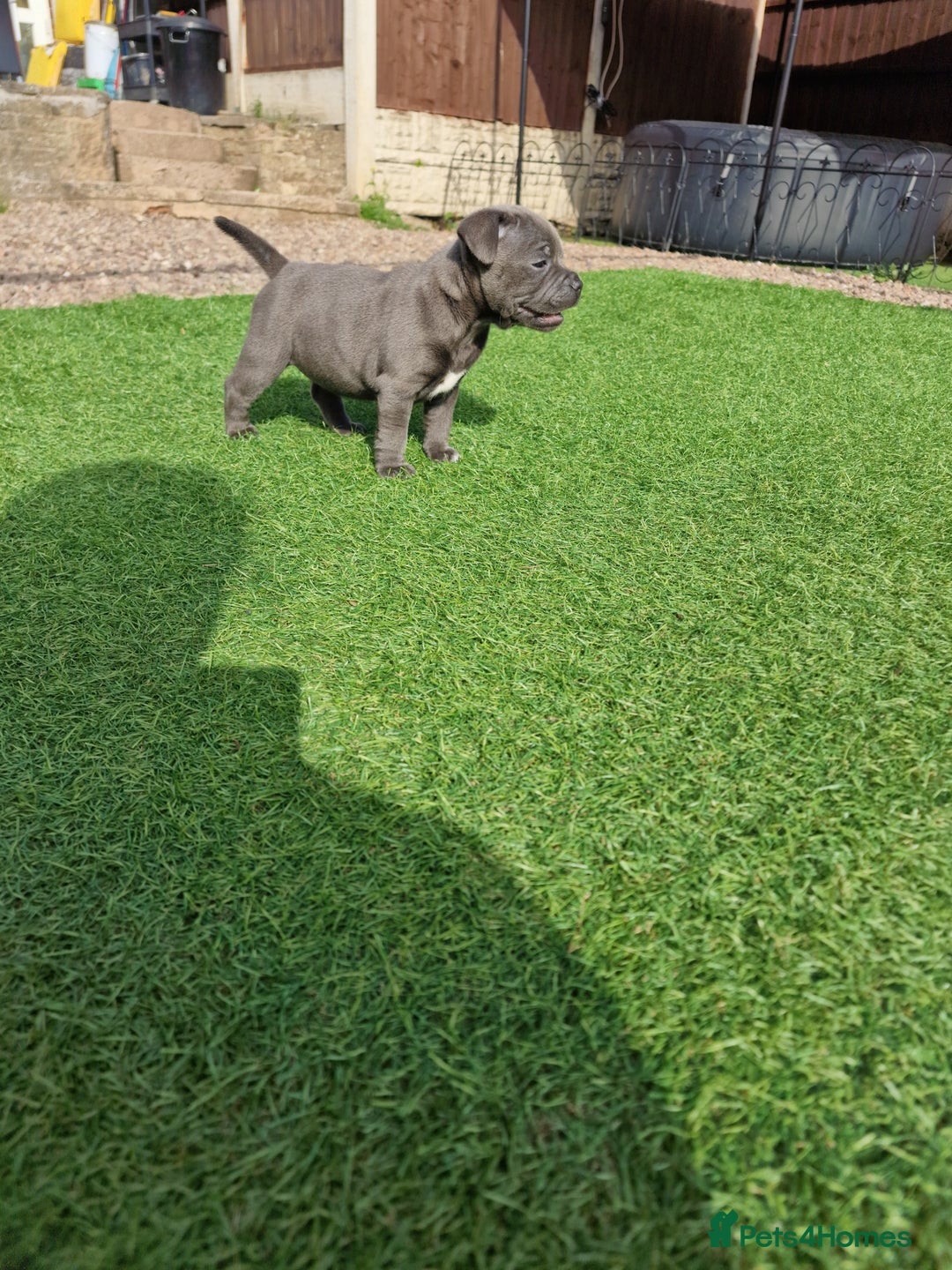 Staffordshire Bull Terrier dogs for sale: 2 female Blue Staffordshire Bull Terrier puppy KC - Image 11
