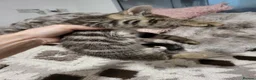 Bengal cats for sale: Bengal kittens - Advert 27