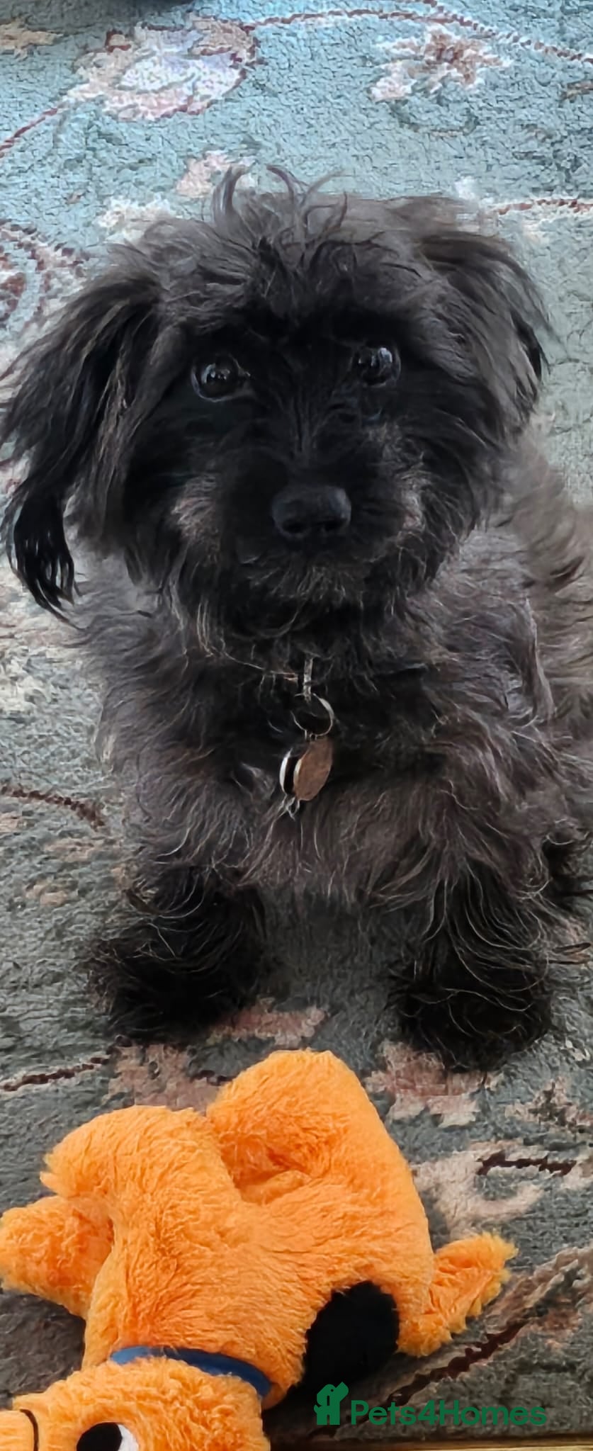 Mixed Breed dogs F1B Cockapoo Puppies – KC Toy Poodle Sired in Halifax - Advert 1