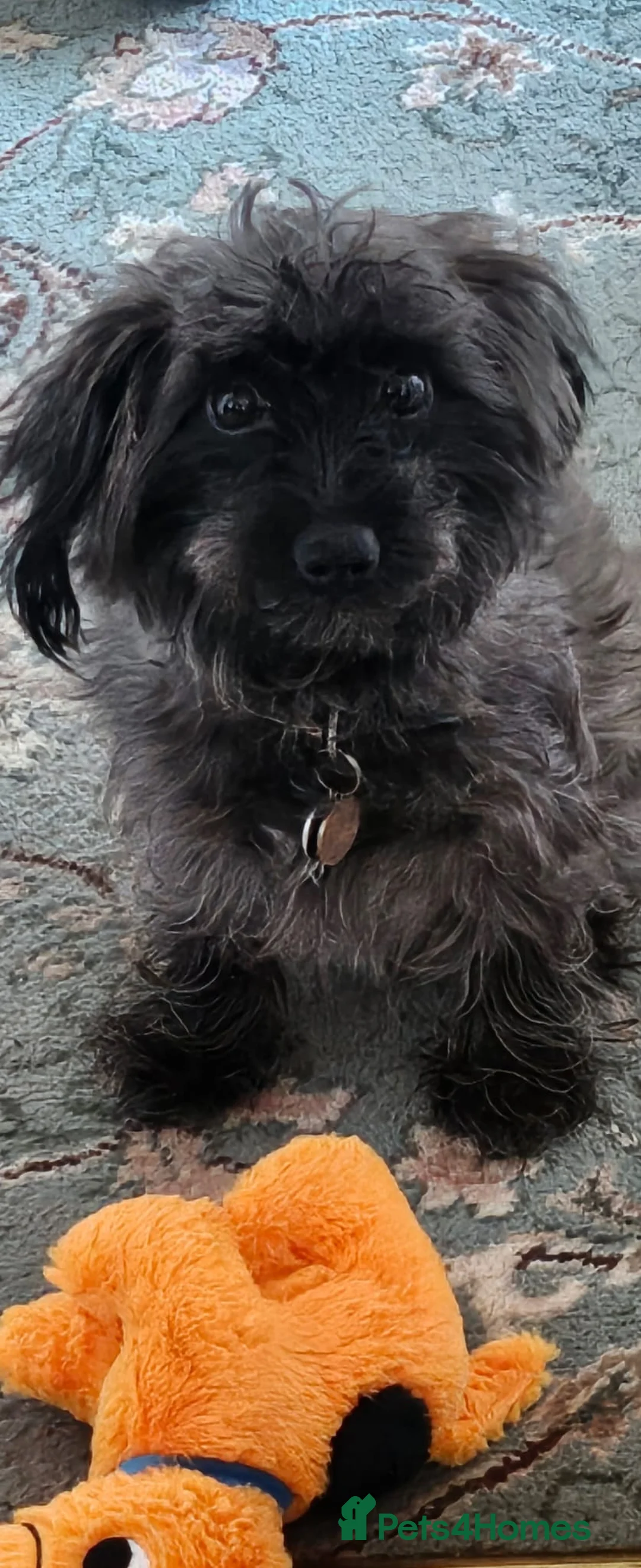 Mixed Breed dogs for sale: F1B Cockapoo Puppies – KC Toy Poodle Sired in Halifax - Advert 1