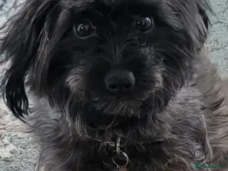 Mixed Breed dogs F1B Cockapoo Puppies – KC Toy Poodle Sired in Halifax - Advert 1