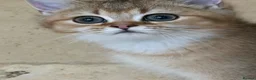 British Shorthair cats for sale: Golden BSH 100% Pure pedigree Registered - Advert 7