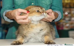 Scottish Fold cats for stud: Inter-champion SFLH straight male stud only  - Image 5