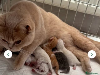 British Shorthair cats Chocolate tortie cpt TICA reg ready January - Advert 1