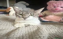 Domestic Shorthair cats for sale: Gorgeous tabby female cat in Salford - Image 9