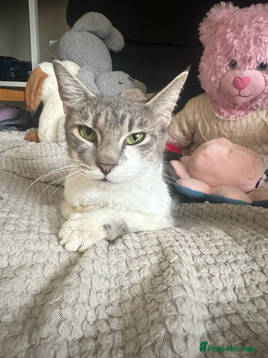 Domestic Shorthair cats for sale: Gorgeous tabby female cat in Salford - Image 9