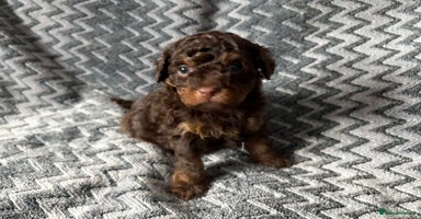 Shihpoo dogs - Advert 9