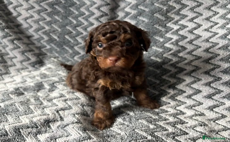 Shihpoo dogs - Advert 1
