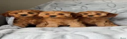 Cavapoo dogs for sale: Gorgeous Red Cavapoo Puppies - Advert 5