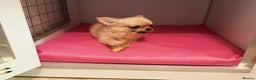 Chihuahua dogs for sale: Tiny stunning, long coat girl - Advert 4