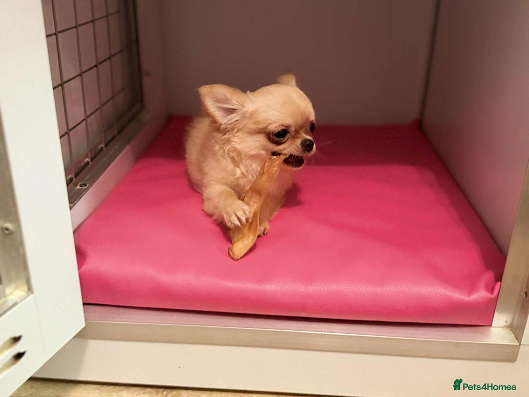 Chihuahua dogs for sale: Tiny stunning, long coat girl - Advert 4