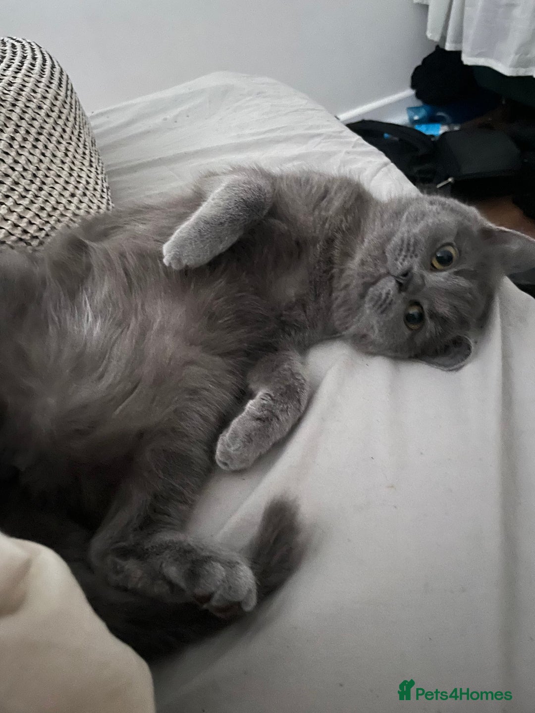Scottish Fold cats for sale: Perfect Scottish straight girl  - Image 2