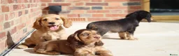 Cocker Spaniel dogs for sale: Kennel Club Registered Show Type Cocker puppies - Advert 23