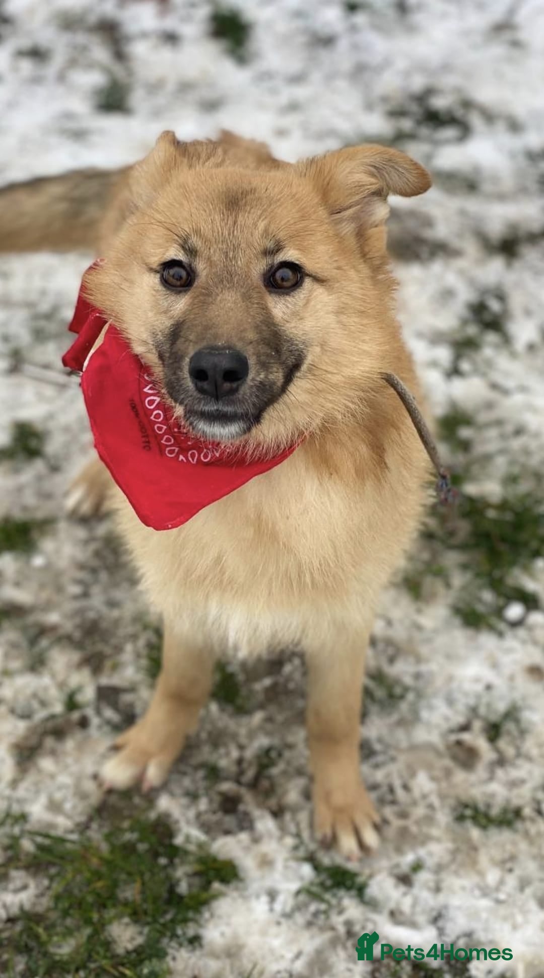 Mixed Breed dogs ❤️REGINA❤️8 months old,joyful energy, gentle heart - Advert 2