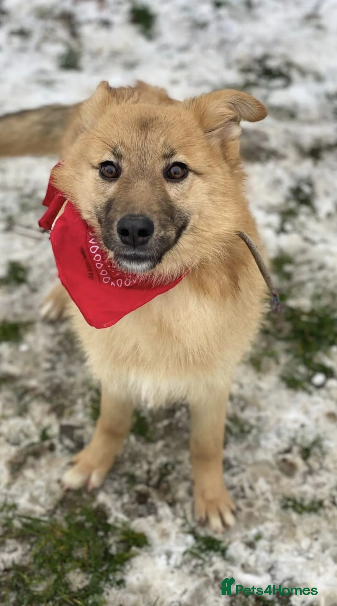 Mixed Breed dogs for adoption: ❤️REGINA❤️8 months old,joyful energy, gentle heart - Advert 2