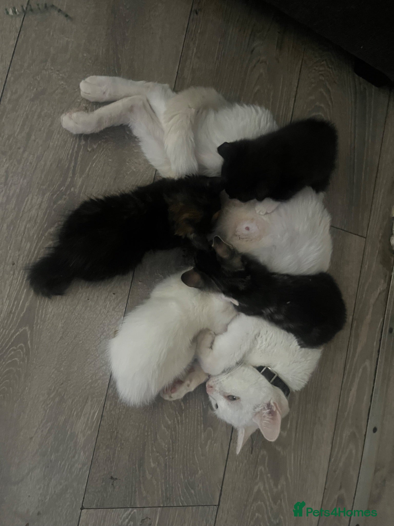 British Longhair cats 3 female kittens still available  - Advert 4