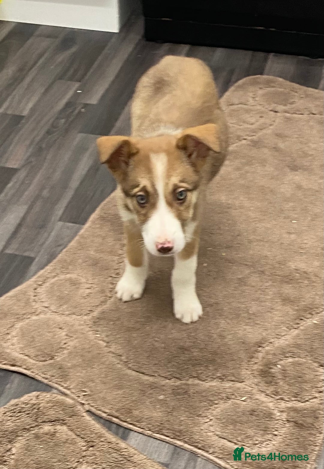 Mixed Breed dogs for sale: husky x pointer puppies  - Advert 3