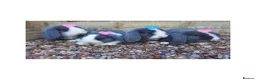Mini Lop rabbits for sale: Blue-Eyed Mini Lop Babies - Advert 1
