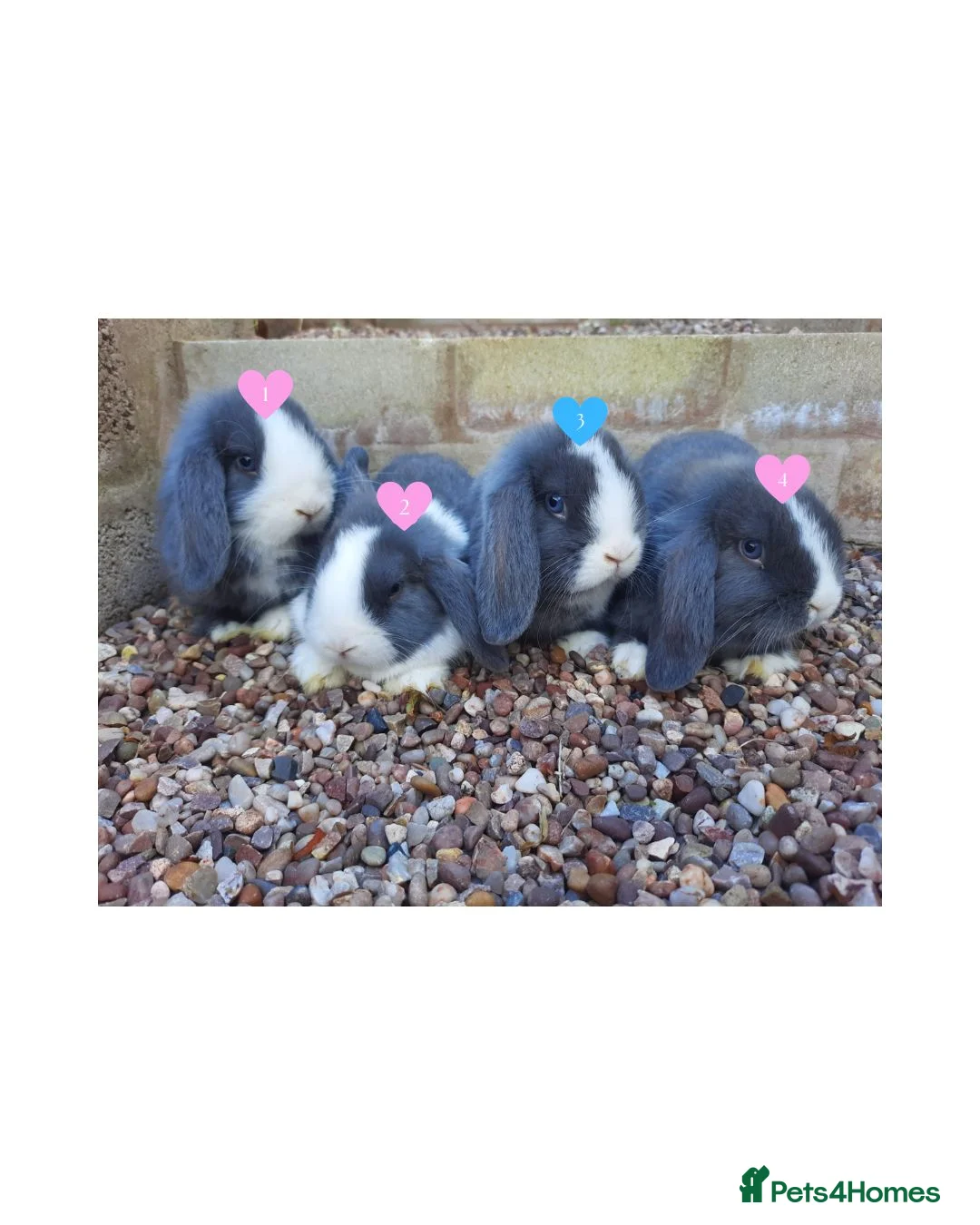 Mini Lop rabbits for sale: Blue-Eyed Mini Lop Babies - Advert 1