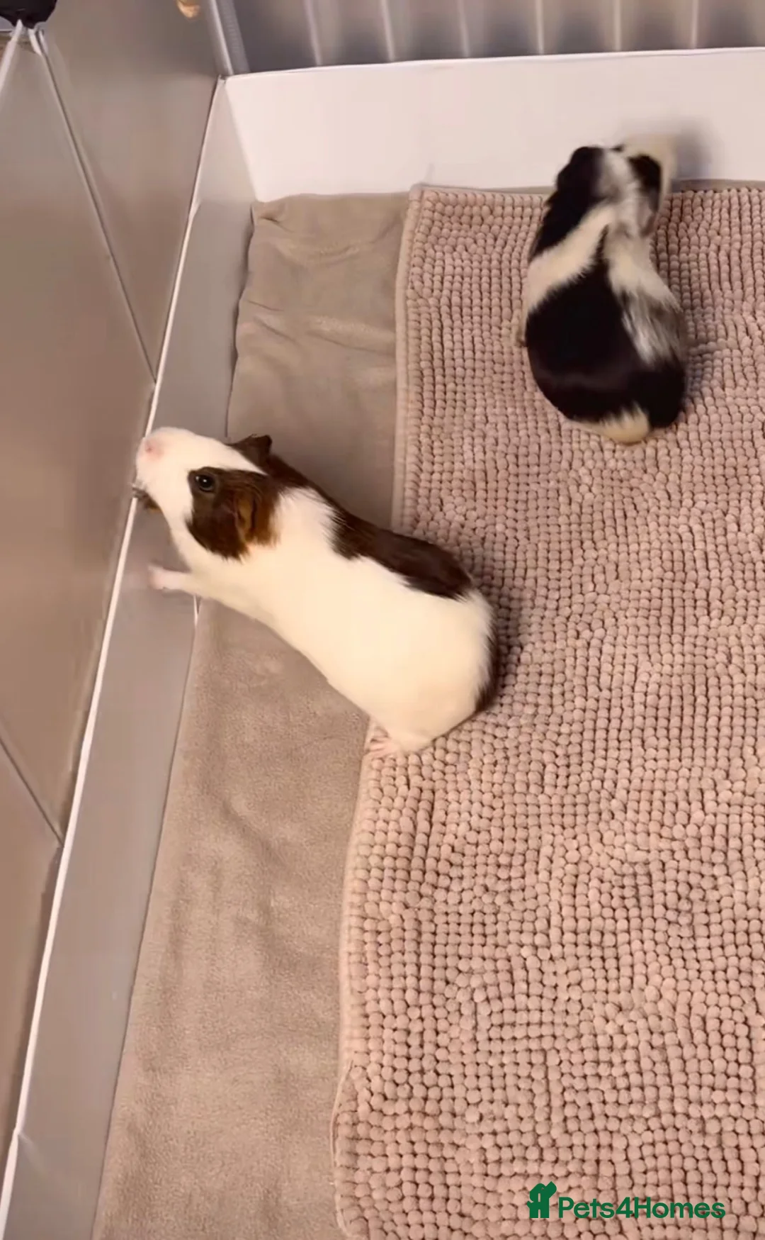 Guinea Pig rodents for sale: 2 female guinea pigs in ELY - Advert 3