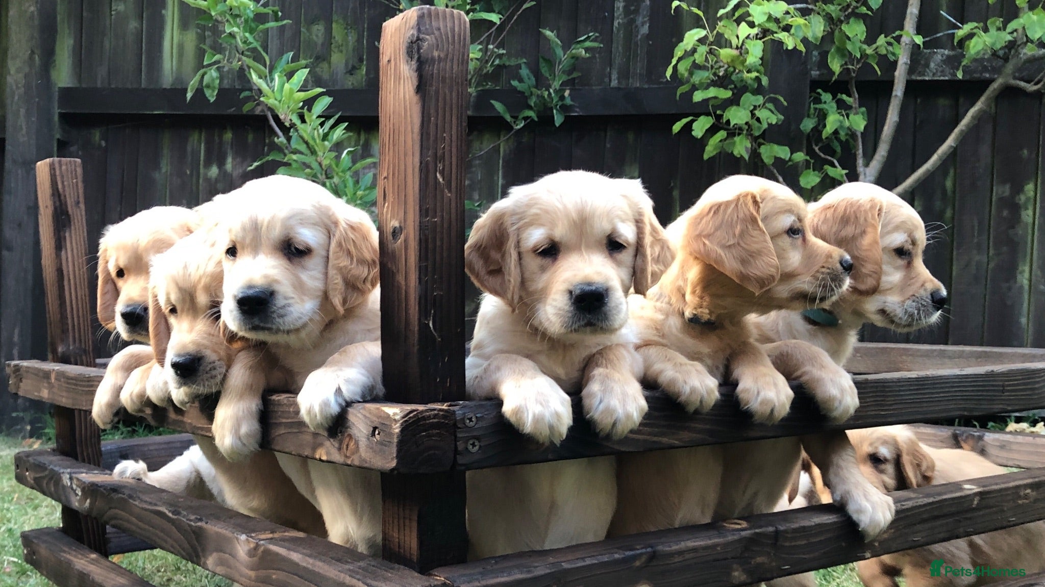 Golden Retriever dogs KC Reg Dark Red Golden Retriever-100% DNA Tested - Advert 12