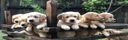 Golden Retriever dogs for sale: KC Reg Dark Red Golden Retriever-100% DNA Tested - Advert 1