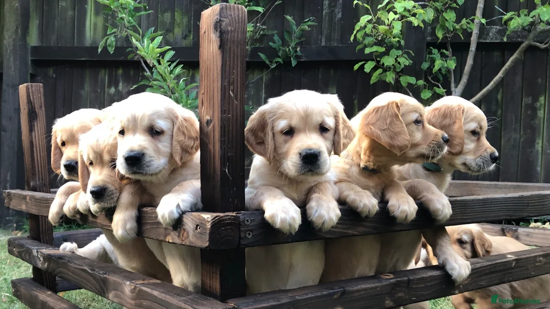 Golden Retriever dogs for sale: KC Reg Dark Red Golden Retriever-100% DNA Tested - Advert 1