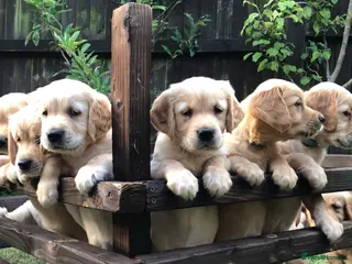 Golden Retriever dogs KC Reg Dark Red Golden Retriever-100% DNA Tested - Advert 12