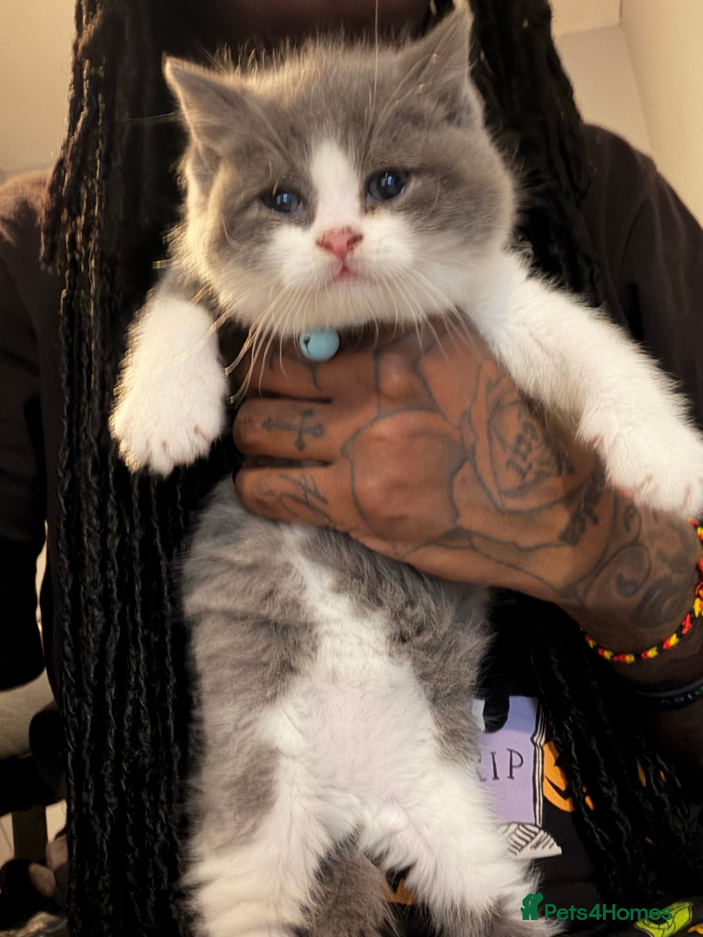 British Shorthair cats THREE BRITISH SHORTHAIR KITTENS FOR SALE - Advert 10