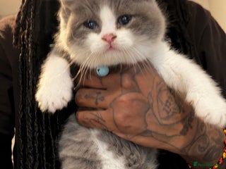 British Shorthair cats THREE BRITISH SHORTHAIR KITTENS FOR SALE - Advert 10