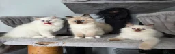 Ragdoll cats for sale: GCCF REGISTERED RAGDOLL KITTENS  - Advert 11