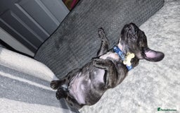 French Bulldog dogs for sale: French bulldog puppy 9 weeks - Image 4
