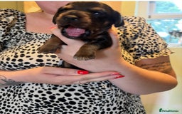 Mixed Breed dogs for sale: Dorkie Puppies  - Image 3