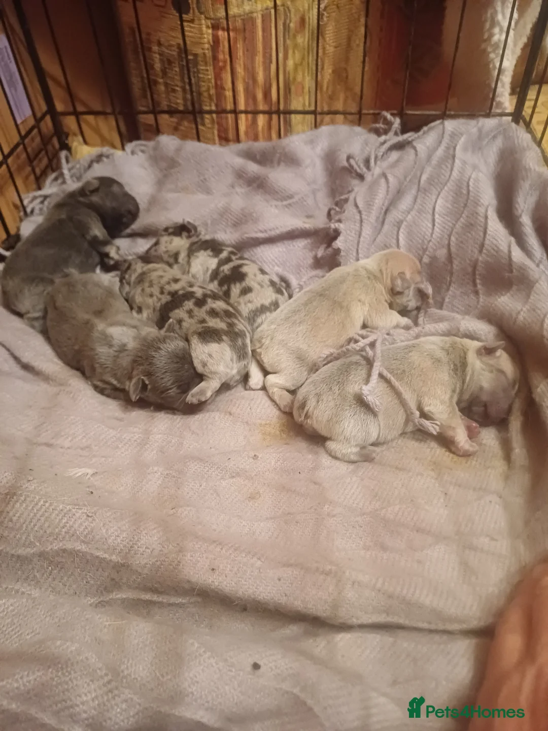 French Bulldog dogs for sale: 6 French bulldog pup in Chichester - Advert 2