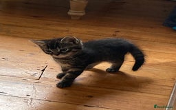 Mixed Breed cats for sale: Kittens 😸 MaineCoon x kittens READY TODAY ❤️😸🐈 - Image 15