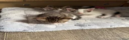 Mixed Breed cats for sale: 4 kittens for sale  in Wednesbury - Advert 5